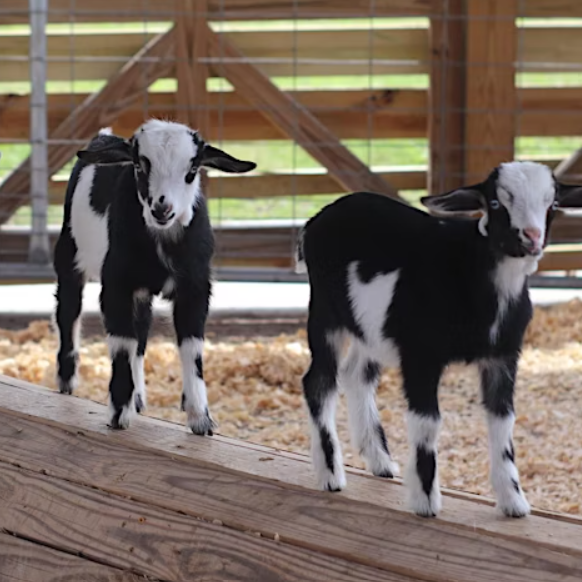 GOAT YOGA at Alaska Farms Orlando