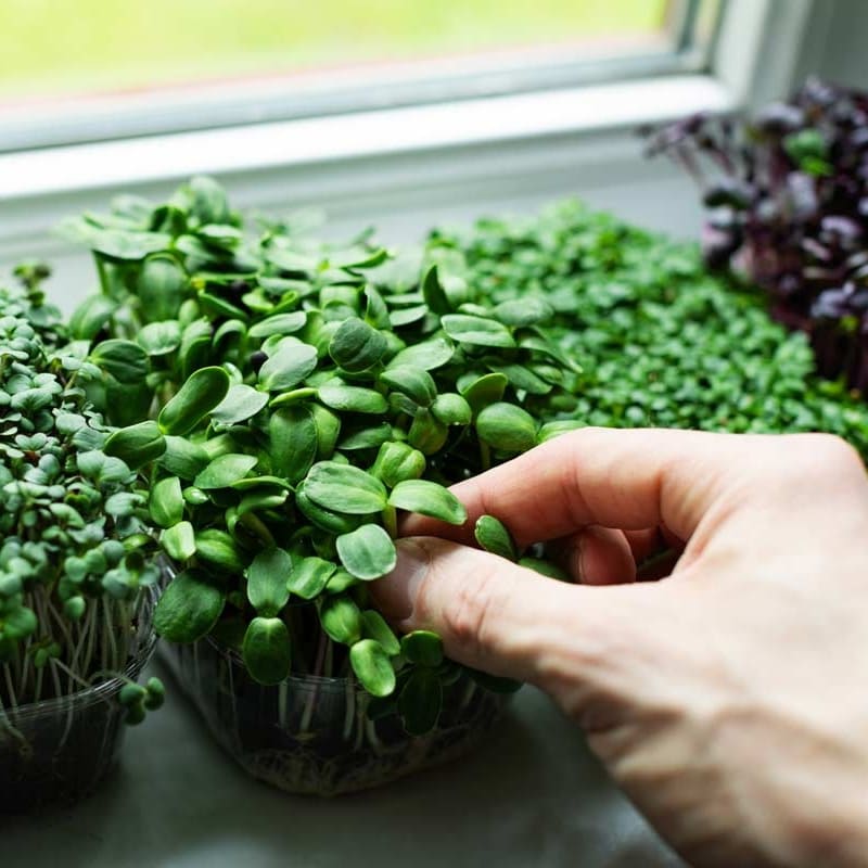 Microgreens Workshop: Awaken & Grow!